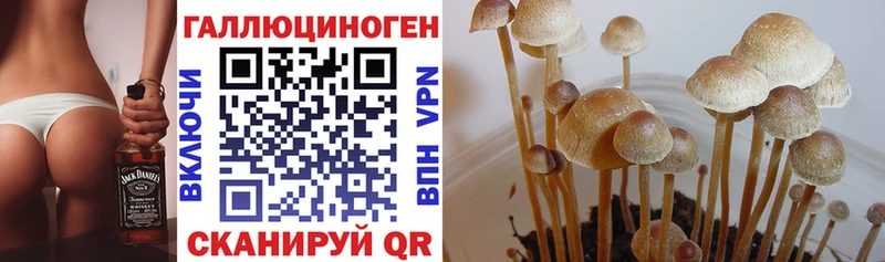 Псилоцибиновые грибы Cubensis  мега как войти  Ульяновск 